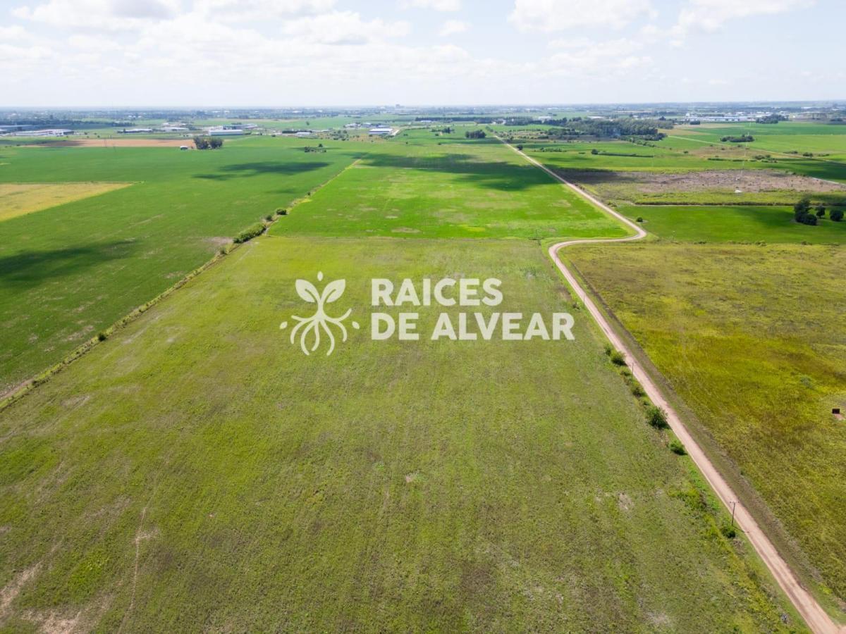Raíces de Alvear