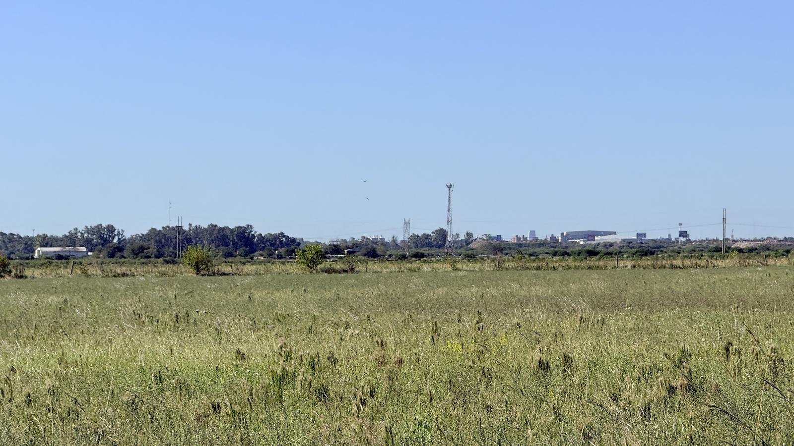 Raíces de Alvear
