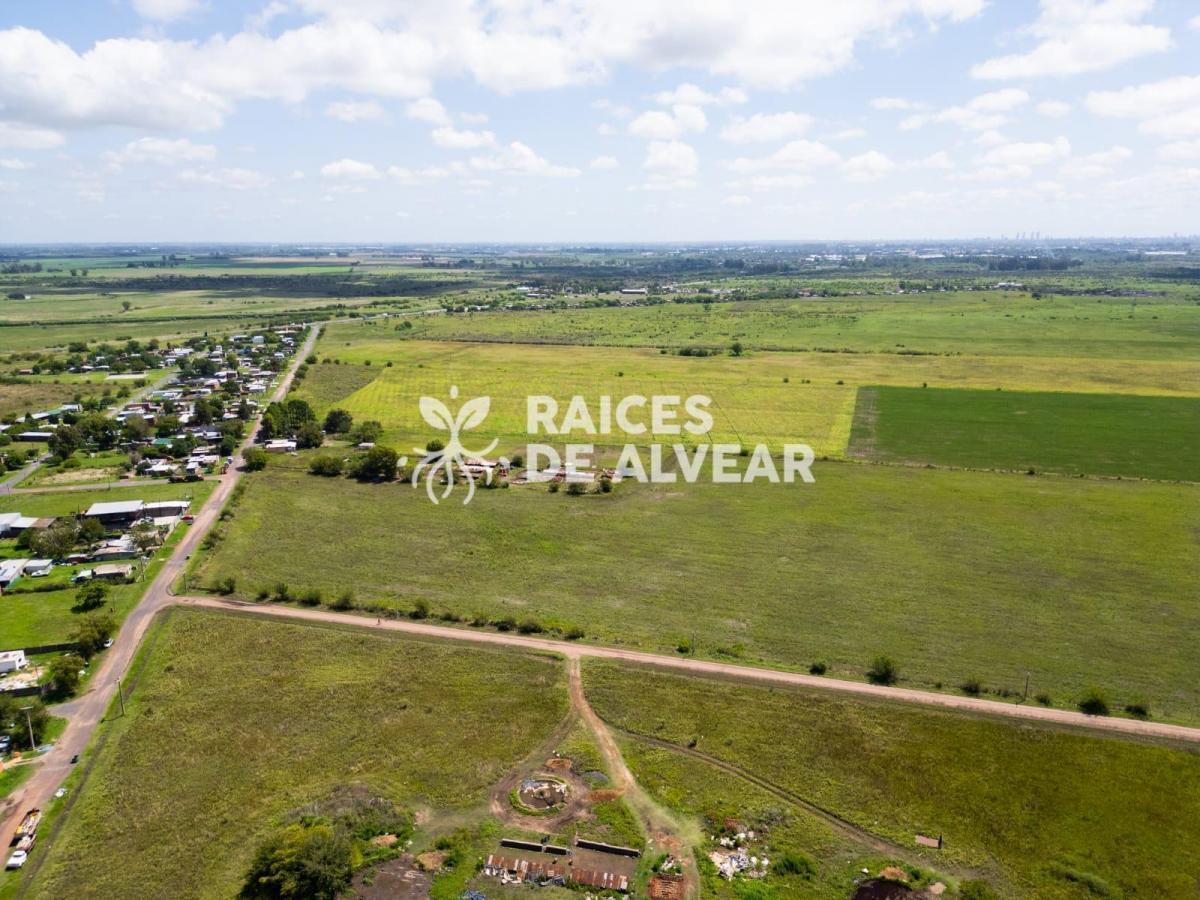 Raíces de Alvear