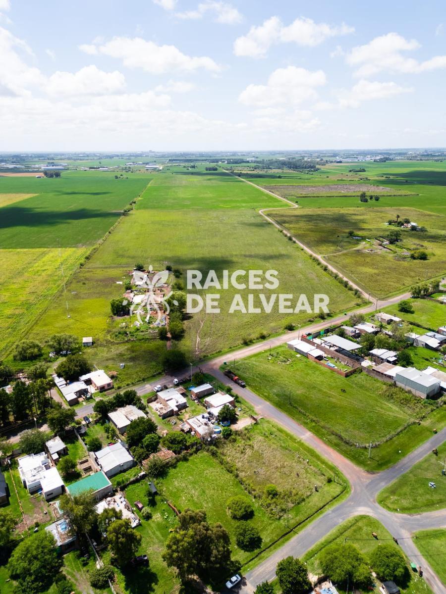 Raíces de Alvear