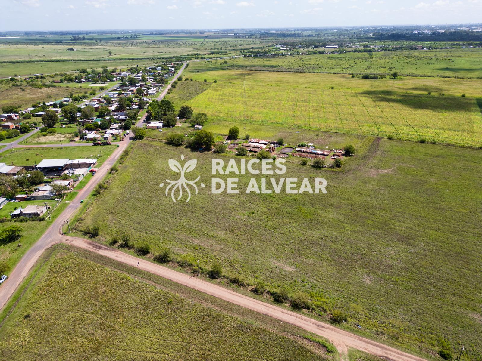 Raíces de Alvear